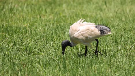 pájaro picoteando el suelo, buscando comida en la hierba.