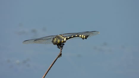 tiger dragonfly in pond uhd mp4 4k video .