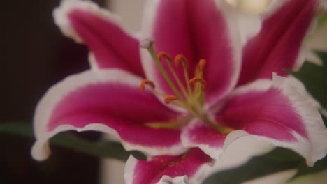 primer plano de una gran flor rosada