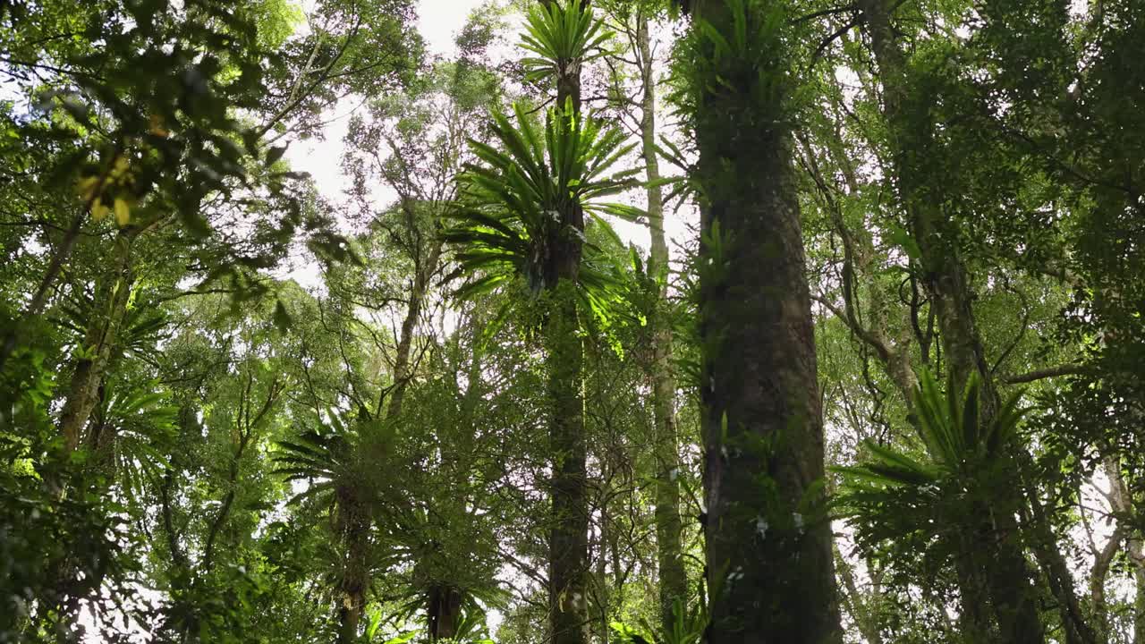 Tall trees and dense foliage under soft natural light create a serene forest atmosphere in Dorrigo, NSW, Australia
