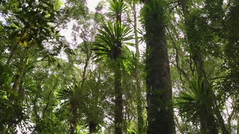 tall trees and dense foliage under soft natural light create a serene forest atmosphere in dorrigo, nsw, australia