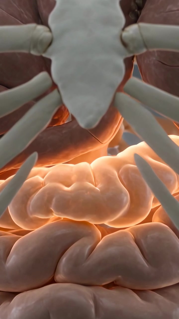 Vertical video: Sweeping camera revealing sternum, ribs over glowing coils in studio showing folds