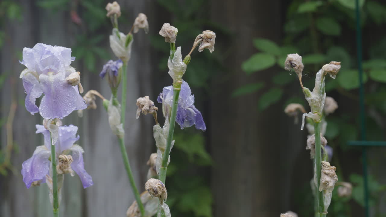Purple irises in a garden, captured on a rainy day, evoke serenity