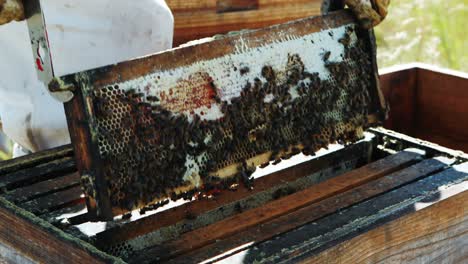 Imker-Entfernt-Einen-Holzrahmen-Aus-Einem-Bienenstock
