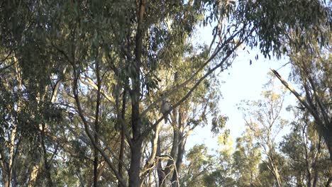 kookaburra en árbol australiano outback fauna camping