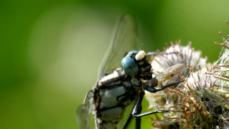 una libélula en el néctar de la flor