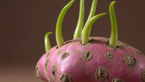 close-up of a sprouted pink potato with green shoots