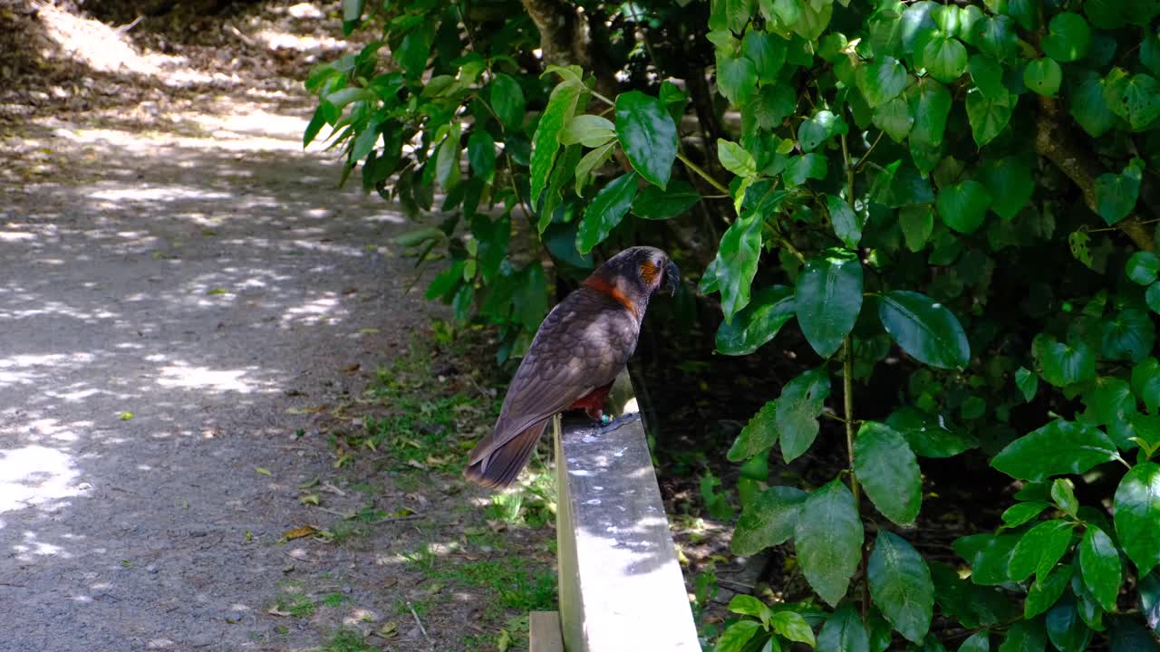 Solo North Island Kākā parrot bird sitting on wooden fence and flying off in Zealandia Te Māra a Tāne, Wellington New Zealand Aotearoa