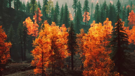 autumn forest