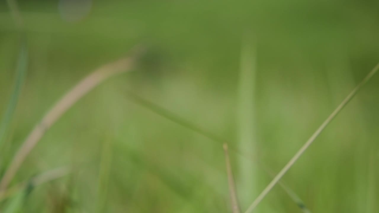 una hierba perenne originaria de asia tropical y subtropical y también introducida en varios países