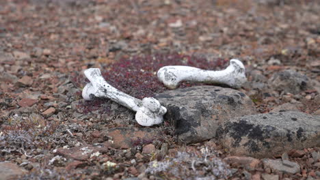 animal bones and ground plants on coastline of greenland, close up