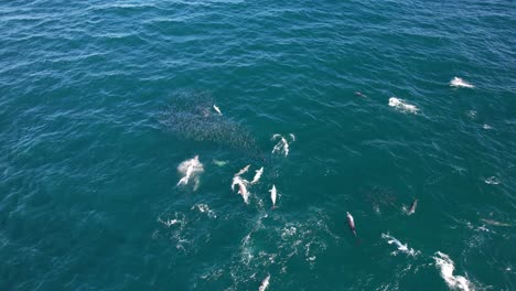 una manada de delfines atacando a los peces mullet en nueva gales del sur, australia.