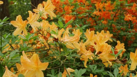 blooming azalea with yellow and orange flowers, panning