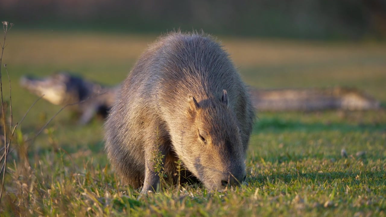 Capibara si nutre di erba corta mentre un caimano yacare giace immobile dietro di esso nella morbida luce della sera, utile per scene di comportamento della fauna selvatica o di tensione tra predatore e preda.