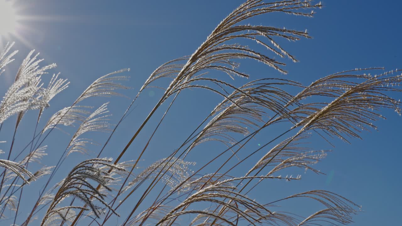 A close-up view of Japanese silver grass (susuki) ears swaying in the wind, backlit by a bright sun against a clear, deep blue sky in autumn