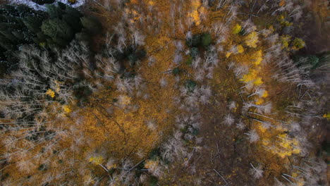 Dramatic-birds-eye-autumn-Aspen-Tree-fall-golden-yellow-leaves-colors-Kebler-Pass-trailhead-aerial-cinematic-drone-landscape-Crested-Butte-Gunnison-Colorado-early-fall-Rocky-Mountains-upward-circle