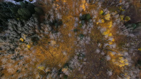 dramatic birds eye autumn aspen tree fall golden yellow leaves colors kebler pass trailhead aerial cinematic drone landscape crested butte gunnison colorado early fall rocky mountains upward circle