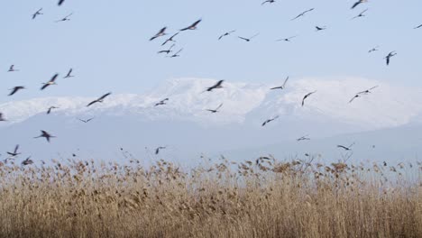 flock of common crane (grus grus) flying in the hula valley.