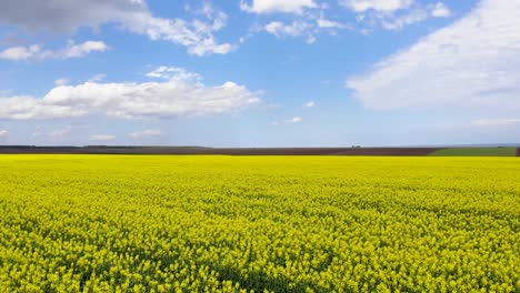 Campo-De-Colza-Floreciente-Con-Cielo-Azul-Y-Nubes---Toma-Panorámica-Aérea