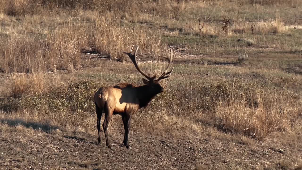 una manada de alces corriendo a través de la maleza y un alce gritando
