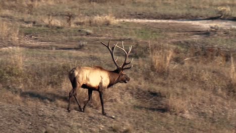 una manada de alces corriendo a través de la maleza y un alce gritando
