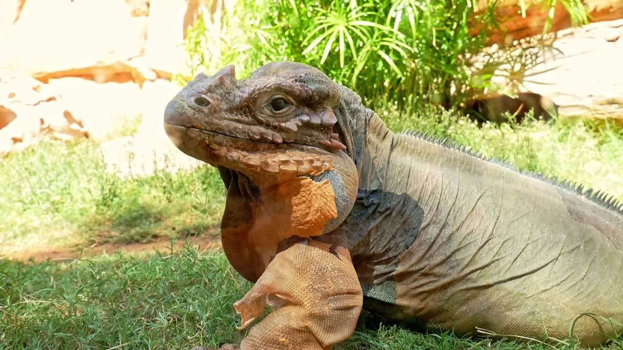 Close up of rhinoceros iguana lizard staring straight into the camera