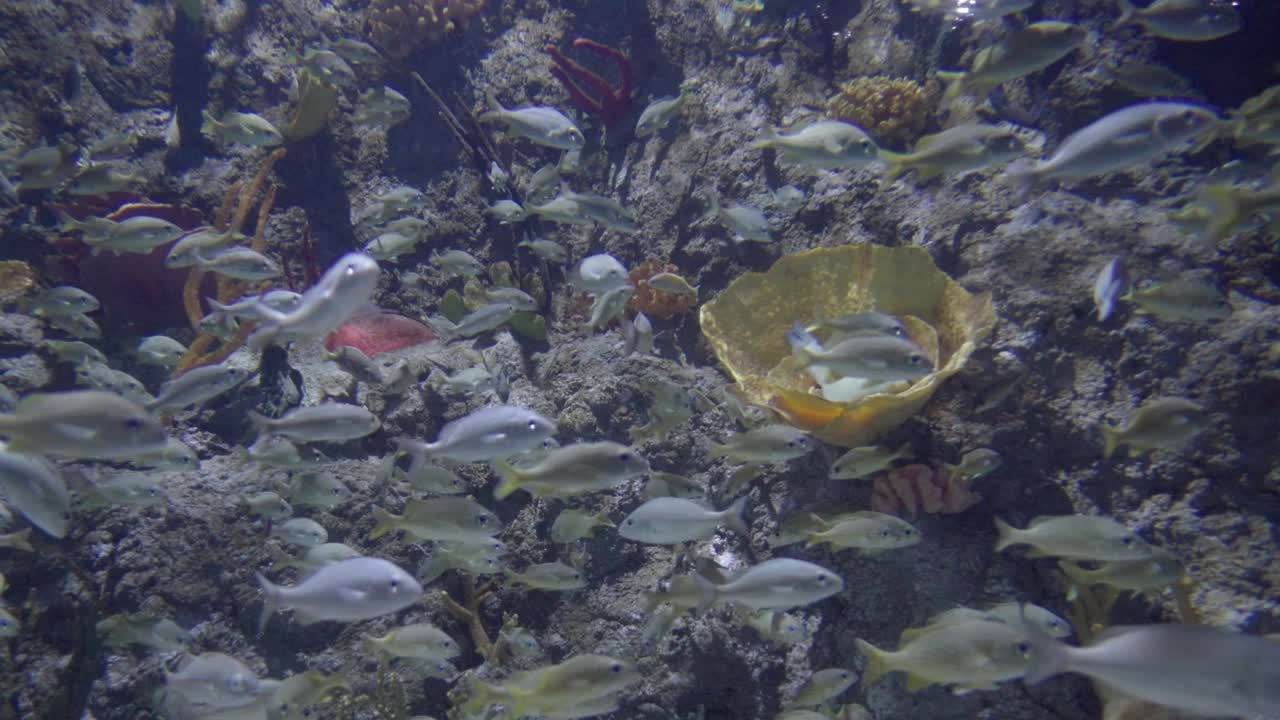 tanque de peces en un acuario con un gran banco de varias especies de peces en el interior