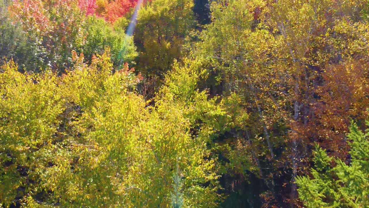 Drone view of the colorful vivid forest and a lake at Autumn