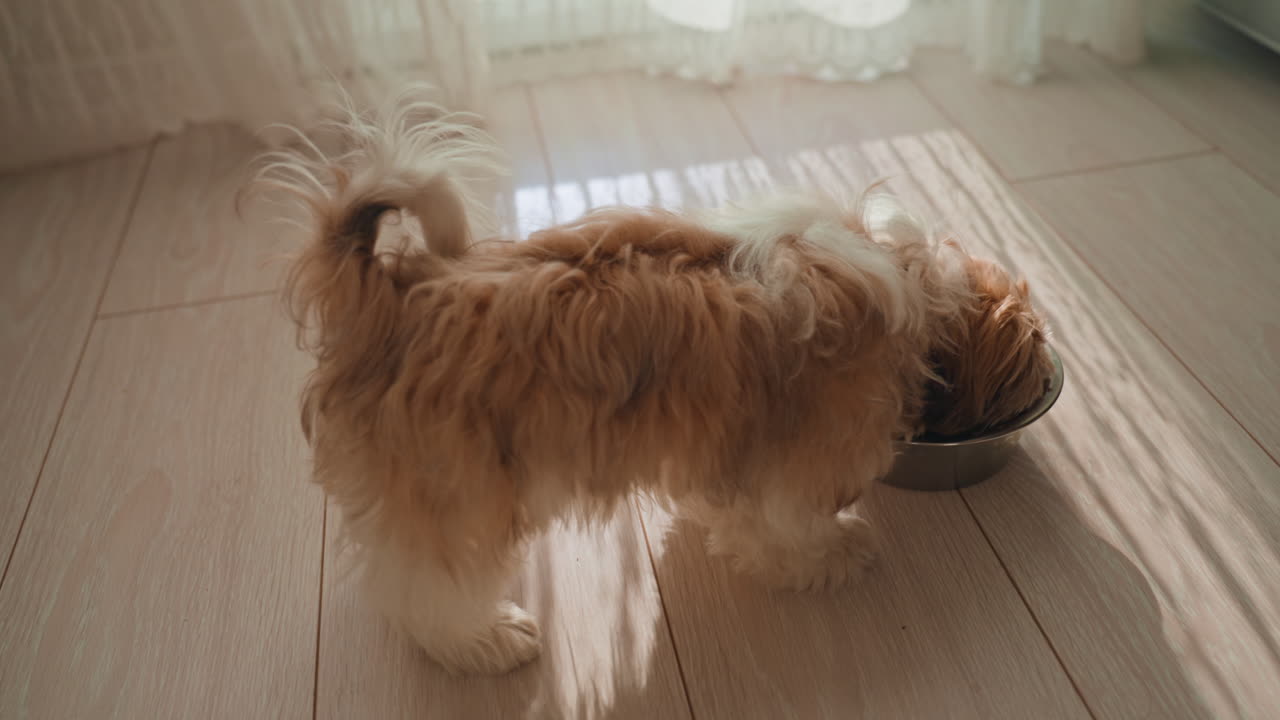 Sunny Indoor Pet Meal, Animal Eating Calmly On Sunlit Floor, Cozy Furry Pet Enjoying Meal With Gentle Tail Lift, Relaxed Pet At Feeding Bowl Captured In Warm Sunlight With Rhythmic Slow Eating