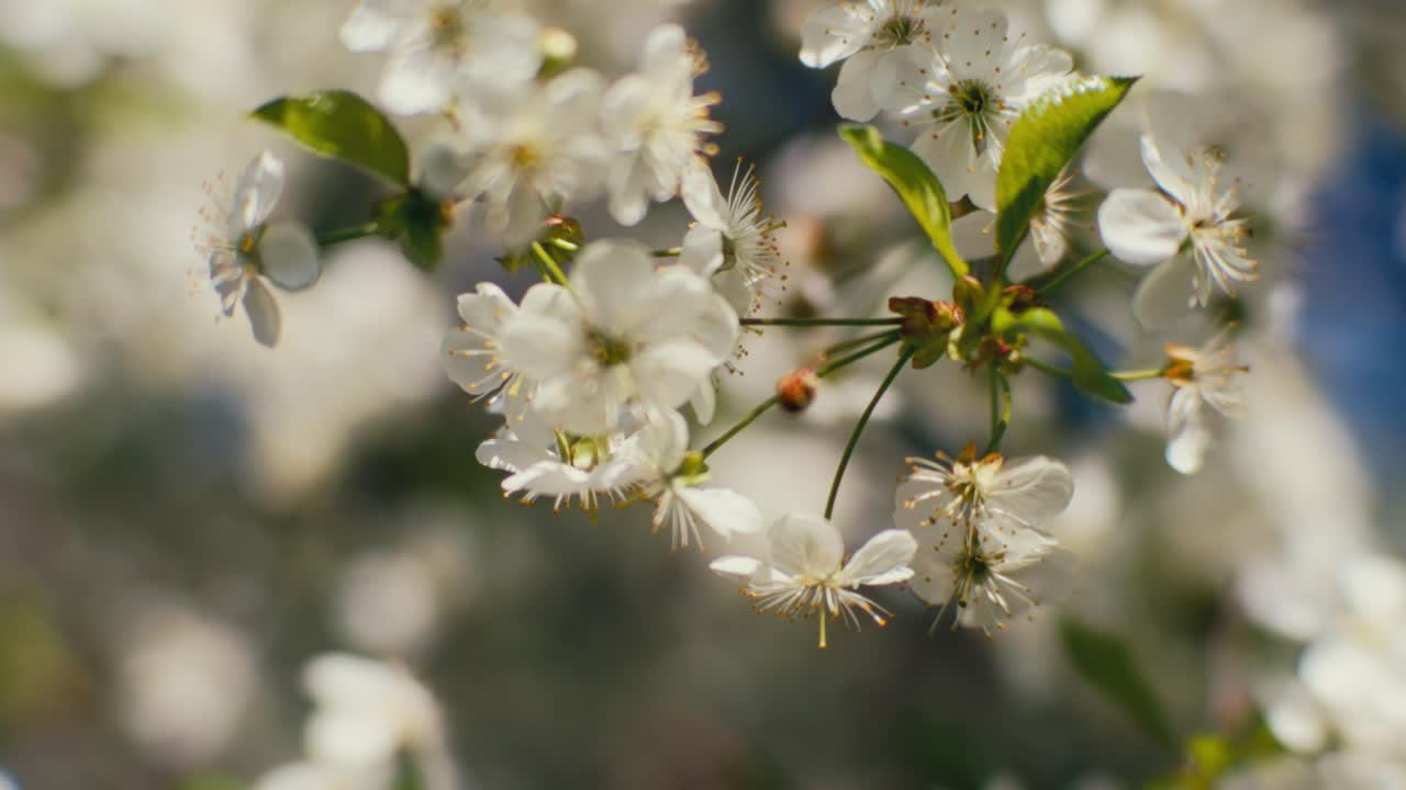 Blossoming flowers with white leaves on cherry trees during sunny spring day tilt down from macro to total shot