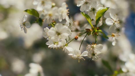 blossoming flowers with white leaves on cherry trees during sunny spring day tilt down from macro to total shot