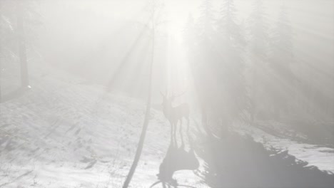 proud noble deer male in winter snow forest