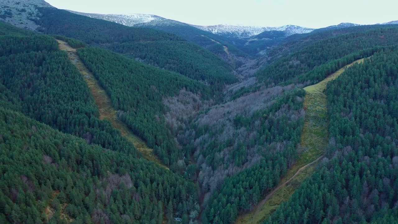 paisaje de montañas con bosques