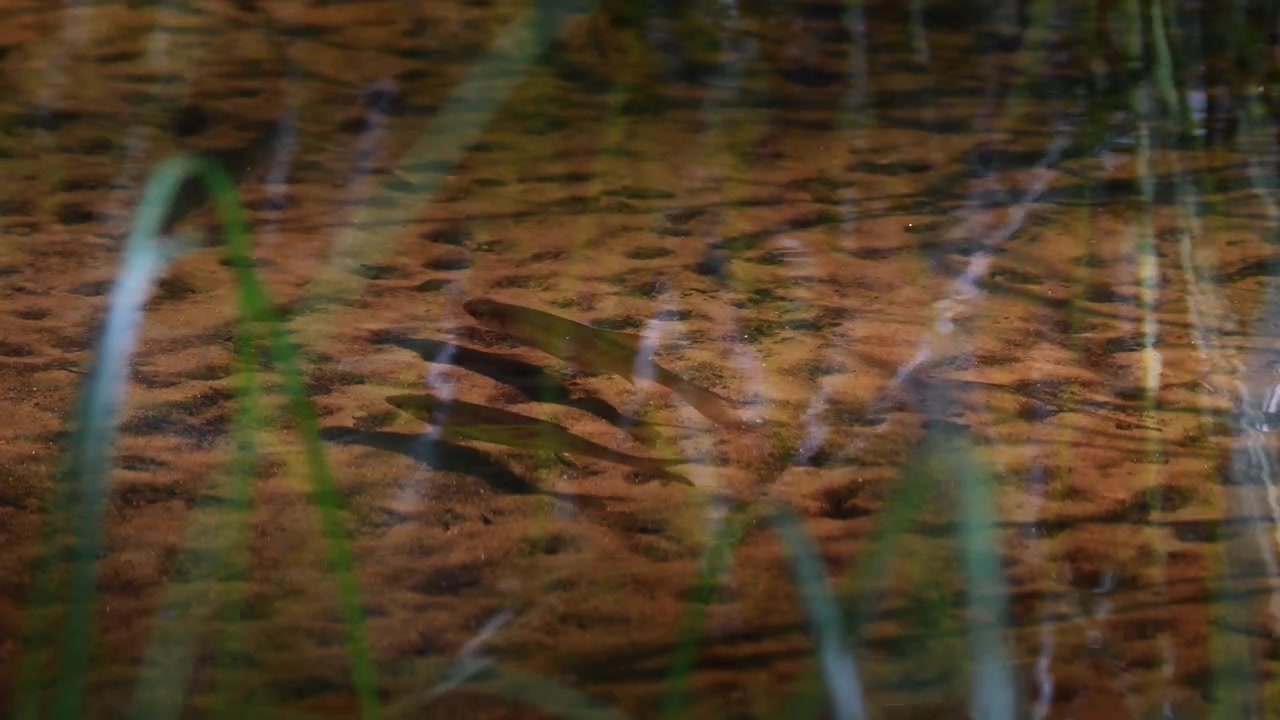 Scardole comuni che nuotano e cacciano in acqua cristallina