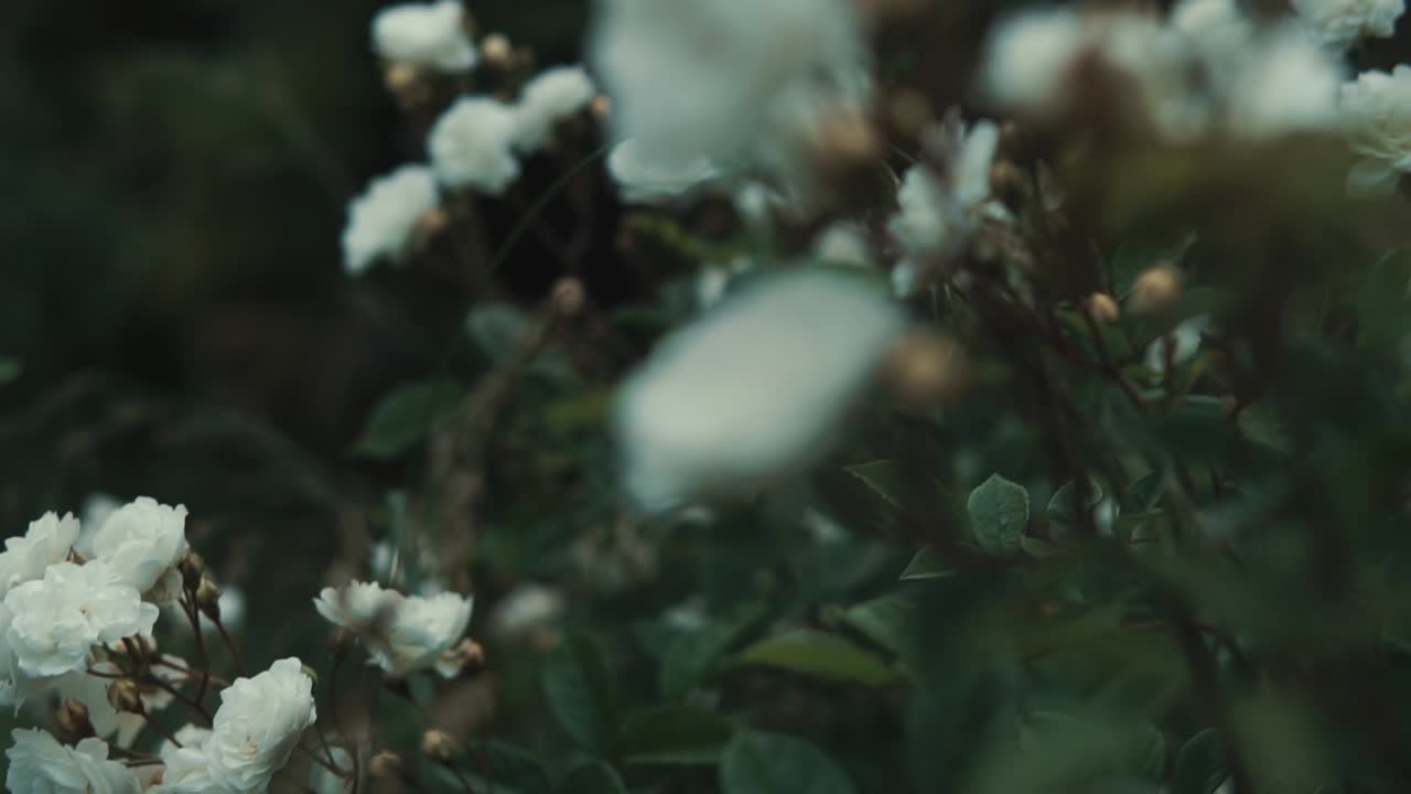 정원에서 흰 장미