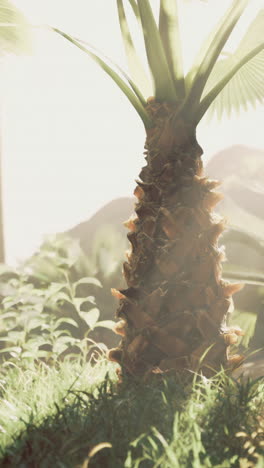 lush tropical landscape bathed in warm sunlight with vibrant greenery
