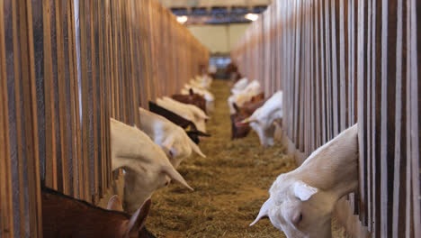 Close-up-pan-tilt-up-of-goats-feeding-in-corral