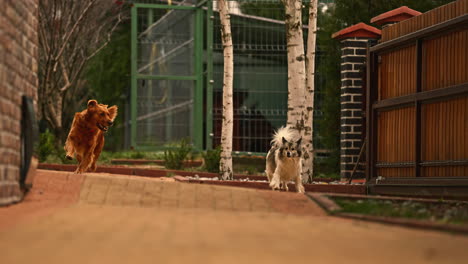 Golden-Brown-Retriever-Corre-Hacia-Y-Pasa-La-Cámara-A-La-Derecha-Toma-En-Cámara-Lenta