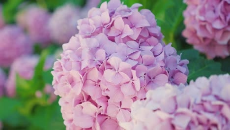 vibrant hydrangea blooms close-up view