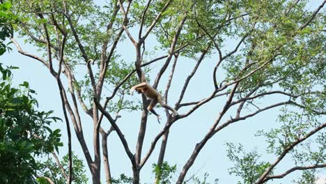 White-handed-Gibbon,-Hylobates-lar,-Female