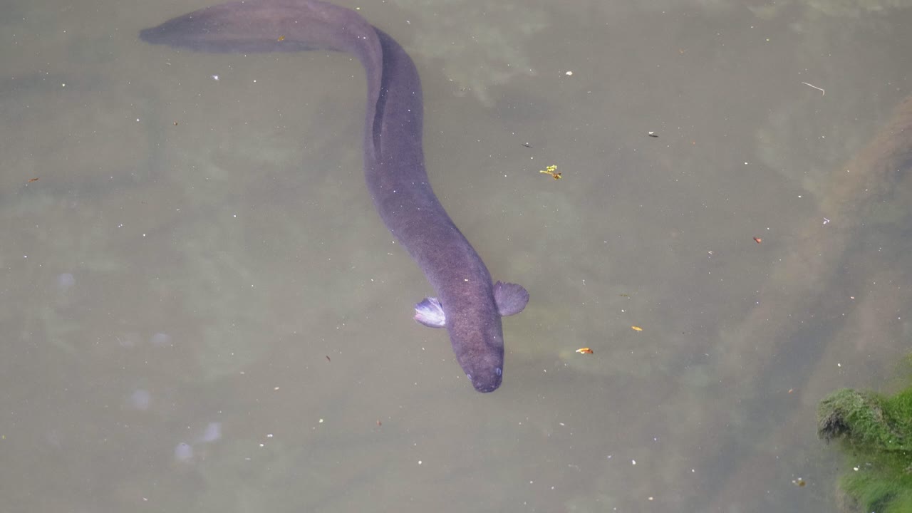 Big longfin eel in New Zealand in slow motion