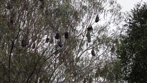 lots of fruit bats hanging upside down from trees sleeping