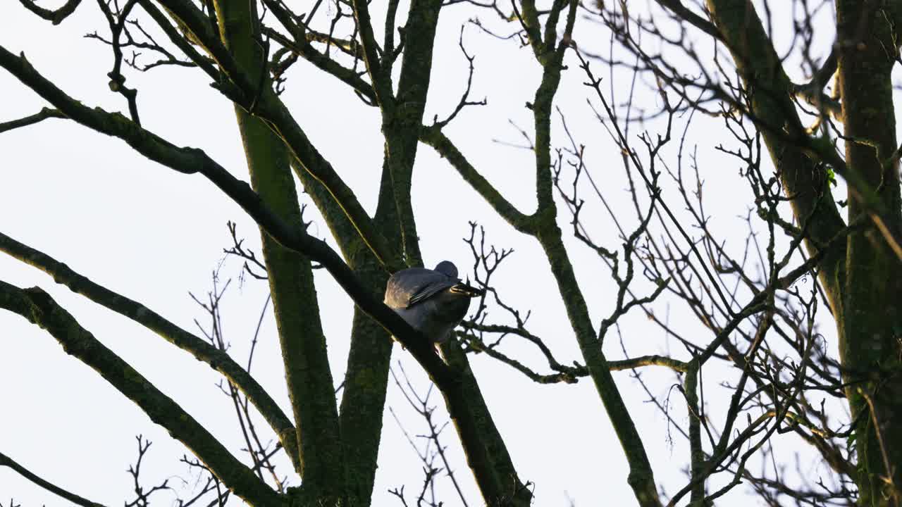 Wild wood pigeon sitting in a tree covered in berries