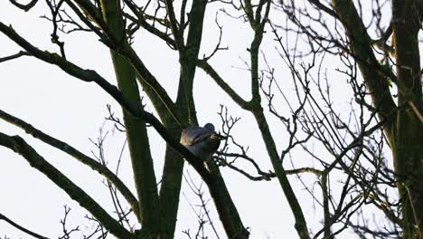 Wilde-Ringeltaube-Sitzt-In-Einem-Mit-Beeren-Bedeckten-Baum