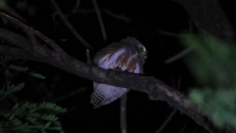 mirando hacia la derecha la cabeza retorcida hacia atrás mientras llama a su pareja luego gira la cabeza revelando sus ojos, búho barrado asiático glaucidium cuculoides, tailandia