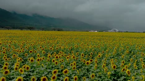 Campo-De-Girasoles-Amarillos-Que-Crece-Un-Futuro-Más-Brillante-Para-Hawaii