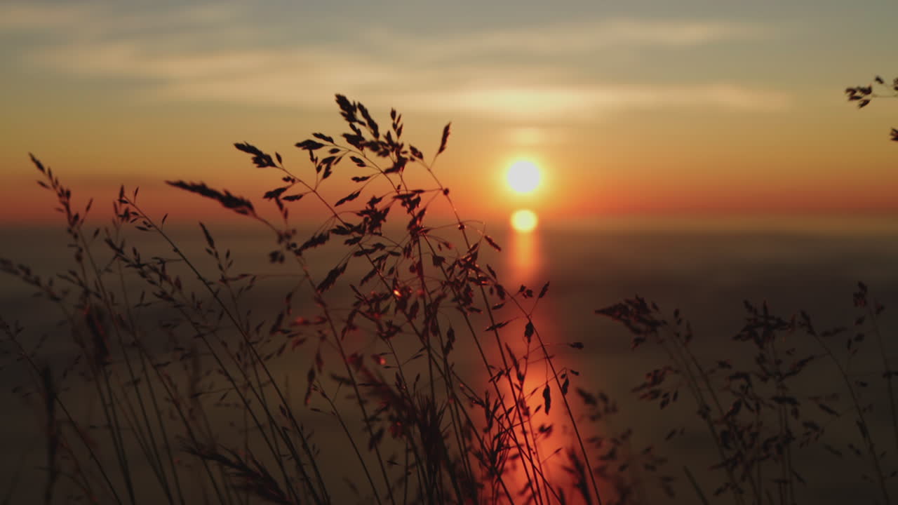 Grass swaying in the wind in slow motion at sunset summer night