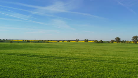 a drone flight over a green corn field in may