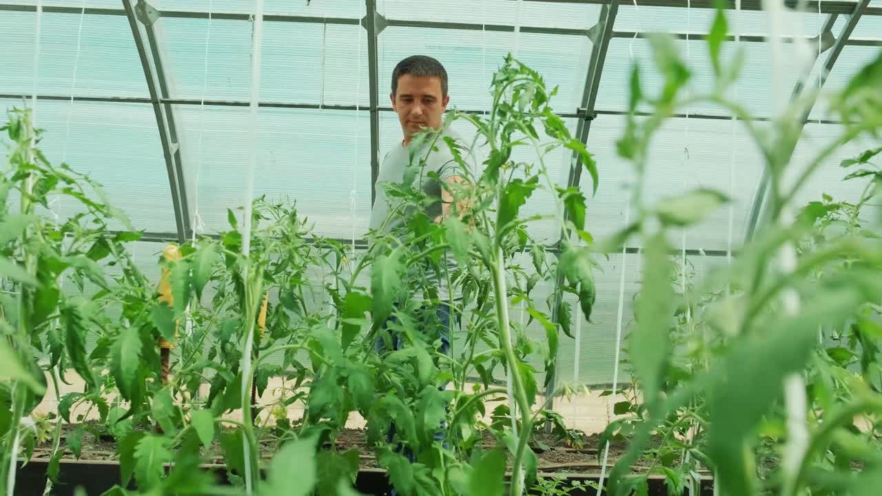 trabajar en un entorno verde. hombre cuidando de las plantas mientras camina en el invernadero