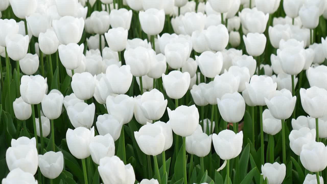 un campo de tulipanes blancos en flor